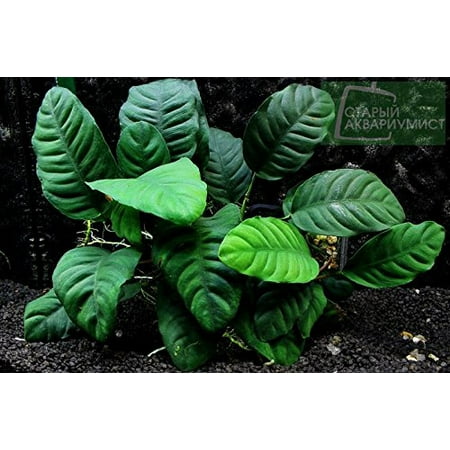 Potted Anubias Coffeefolia Aquarium Plant