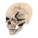thumbnail image 1 of Máscara De Calavera De Cabeza Completa Casco De Calavera Realista Con Mandíbula Móvil Máscara De Esqueleto 3D Decoración De Miedo Espeluznante Para Fiesta De Disfraces De Halloween (Gris/Blanco) Speravity HA026625-01, 1 of 6