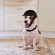 thumbnail image 2 of KAKOWELY Casco de plástico para mascotas, casco decorativo para perros, sombrero de seguridad para perros, casco de parodia para perros, 2 of 5