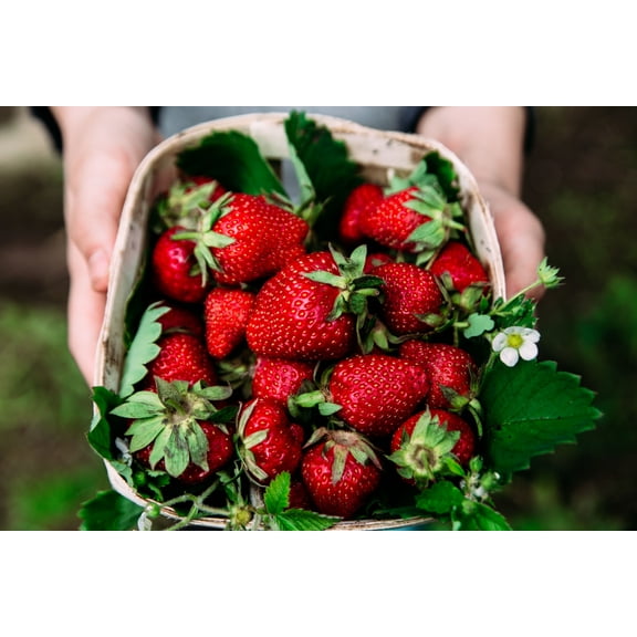 Albion Everbearing Strawberry Bare Roots Plants, 25 per Pack, Hardy Plants Non GMO