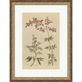 thumbnail image 1 of Great Art Now Herbal Botanical I Crop III by Wild Apple Portfolio, Framed Wall Art, 17.5W x 22.75H, 1 of 3