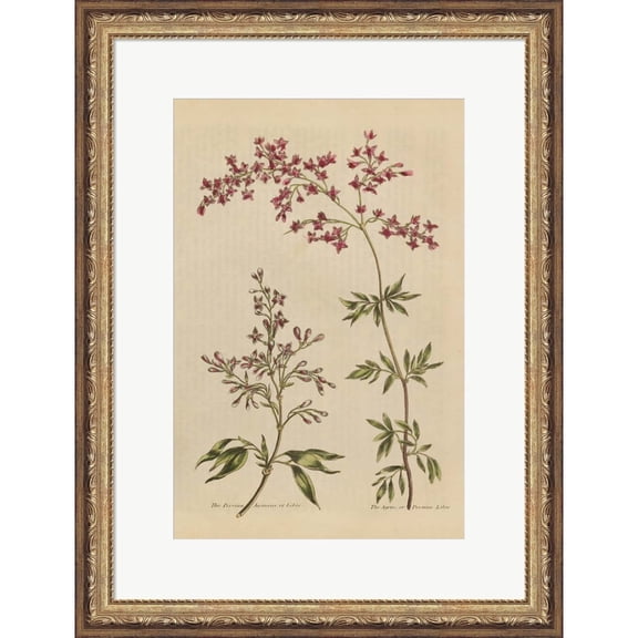 Great Art Now Herbal Botanical I Crop III by Wild Apple Portfolio, Framed Wall Art, 17.5W x 22.75H