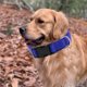 thumbnail image 4 of Apuakthei Moss es adecuado para perros pequeños y grandes., 4 of 5