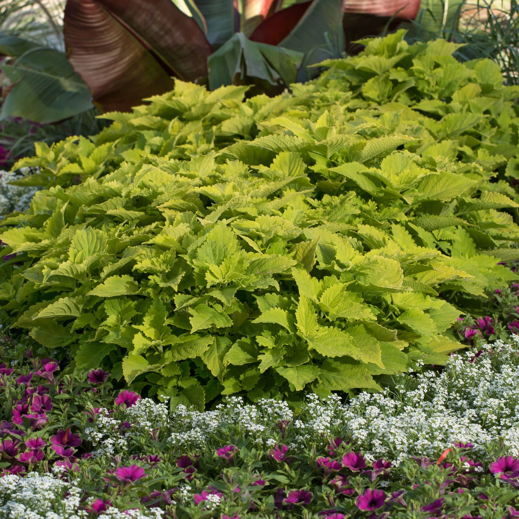 Proven Winners 8" ColorBlaze Lime Time Coleus Live Plant in 6.5" Pot
