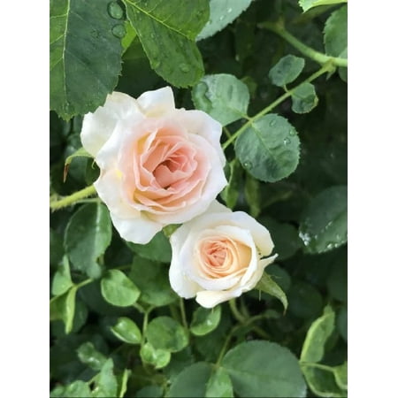 Brindabella Dawn Shrub Rose - One of the World's Most Fragrant - 4