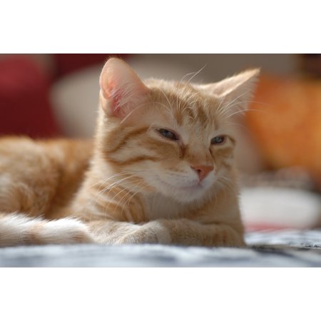 Laminated Poster European Shorthair Mammal Cat Red Feline