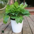 thumbnail image 1 of MYG Lazy Flower Pot Flowerpot Imitation Porcelain Series Plastic Self Watering Pot, 1 of 9