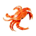 thumbnail image 3 of Realistic Crab Squishy Squeeze Sensory Fidget Item, Soft Rubber Inspired Novelty Sea Creature Desk Companion For Home School Travel, Party Favor, Birthday Holiday Gift For Adults, 3 of 5