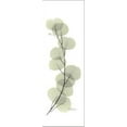 thumbnail image 2 of Eucalyptus Branch Up, Botanical Stretched Canvas Wall Art by Albert Koetsier Sold by ArtCom, 2 of 5
