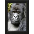 thumbnail image 2 of Africa, Rwanda, Volcanoes National Park Portrait of a silverback mountain gorilla, Animals Framed Art Print Wall Art by Ellen Goff Sold by Art.Com, 2 of 5
