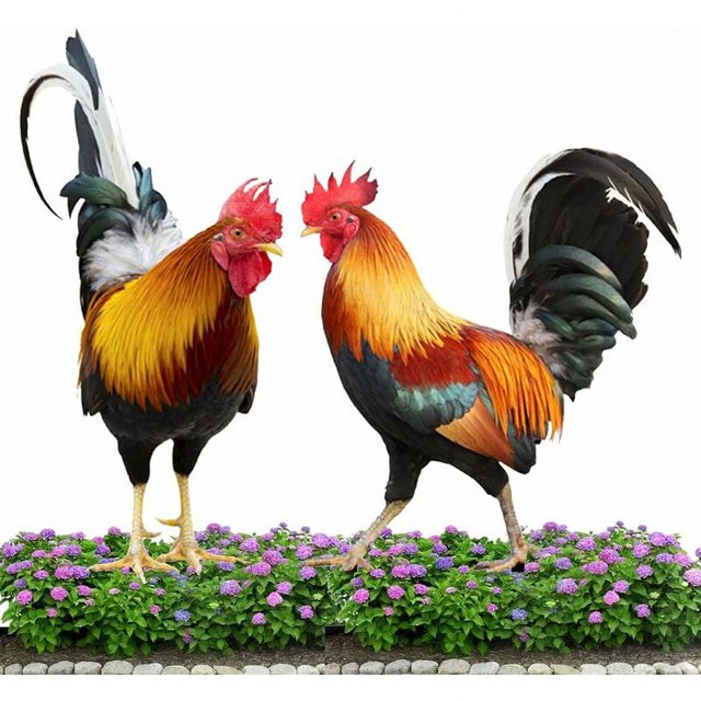 Adornos de jardín de pollos, 2 piezas de estatuas decorativas de jardín de pollos, estatua de jardín de decoración de gallo al aire libre, figura de animal de resina para decoración de