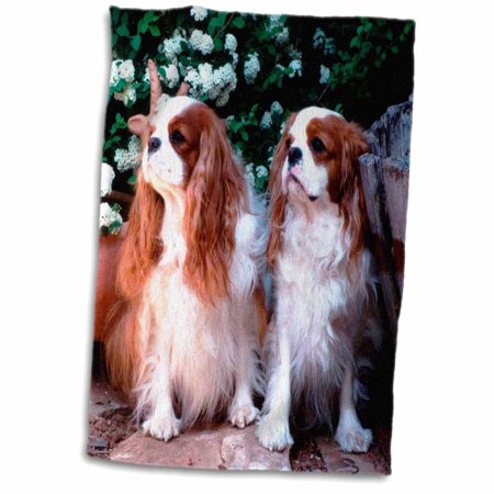 3dRose Two Blenheim Cavalier King Spaniel - Towel  15 by 22-inch
