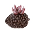thumbnail image 5 of Artificial Mini Lotus Grass Flor Planta Jardín Decoración Soledad Suculento artificial, 5 of 5