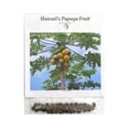 thumbnail image 3 of Hawaiian Tropical Carica Papaya Fruit Tree Plant Seeds 1 Pack (20  per Pack) Full Sun, 3 of 8