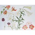 thumbnail image 3 of Blackadder, Elizabeth 24x18 Black Modern Framed Museum Art Print Titled - Lilies and Begonias, 3 of 5