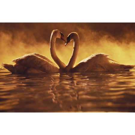 Pair Of African Swans Swimming Toward Each Other Misty Romantic Canvas Art - Brent Black  Design Pics (34 x