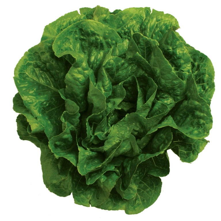 Fresh Romaine Lettuce, Each