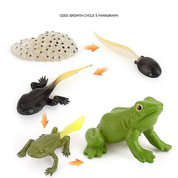 Animal Growth Cycle Biological Model , Growth Stage Lifelike Frog Life Cycl