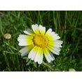 1000 GARLAND CROWN DAISY Chrysanthemum Coronarium Flower Seeds