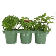 HOUSTON 14.5" x 4.75" 3 Pail Planter with Handle