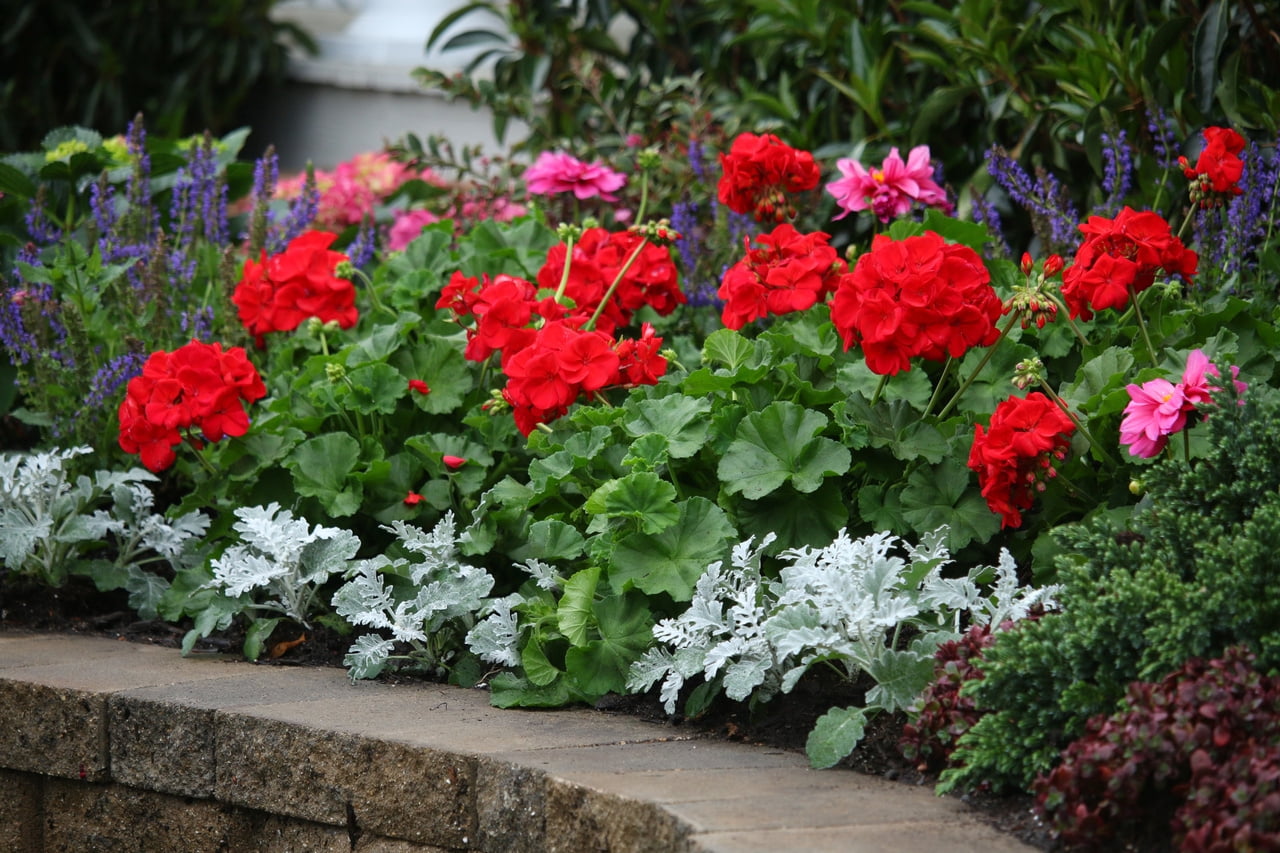 Better Homes & Gardens 3QT Red Geranium Live Annual Plant Decorative Pot Sun 2-Pack