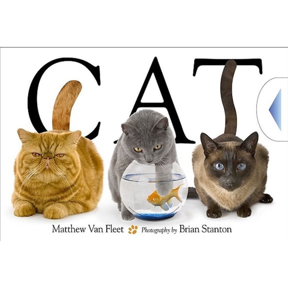 Pre-Owned Cat (Other)