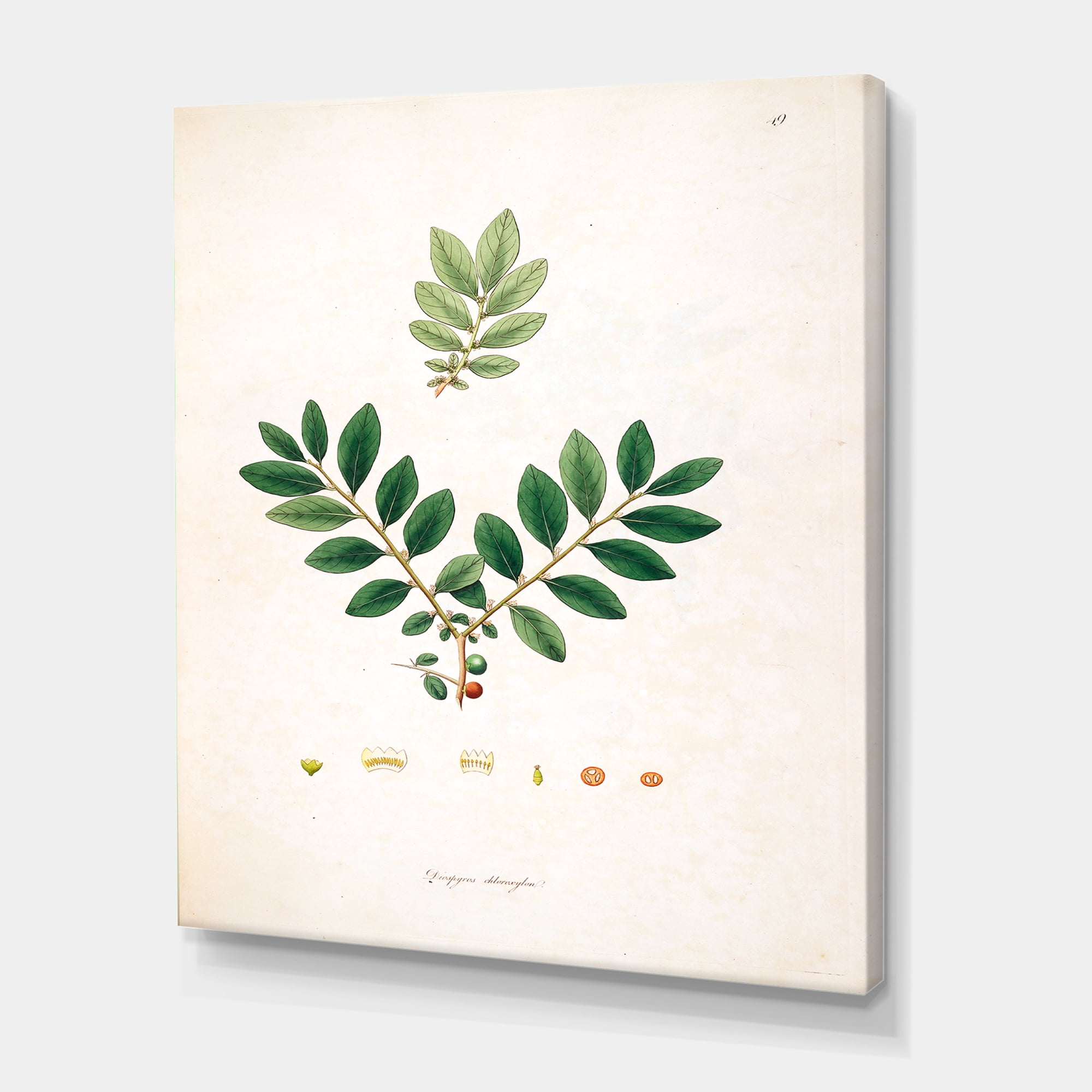 Designart ' Ancient Plant Life XIV ' Farmhouse Canvas Wall Art Print