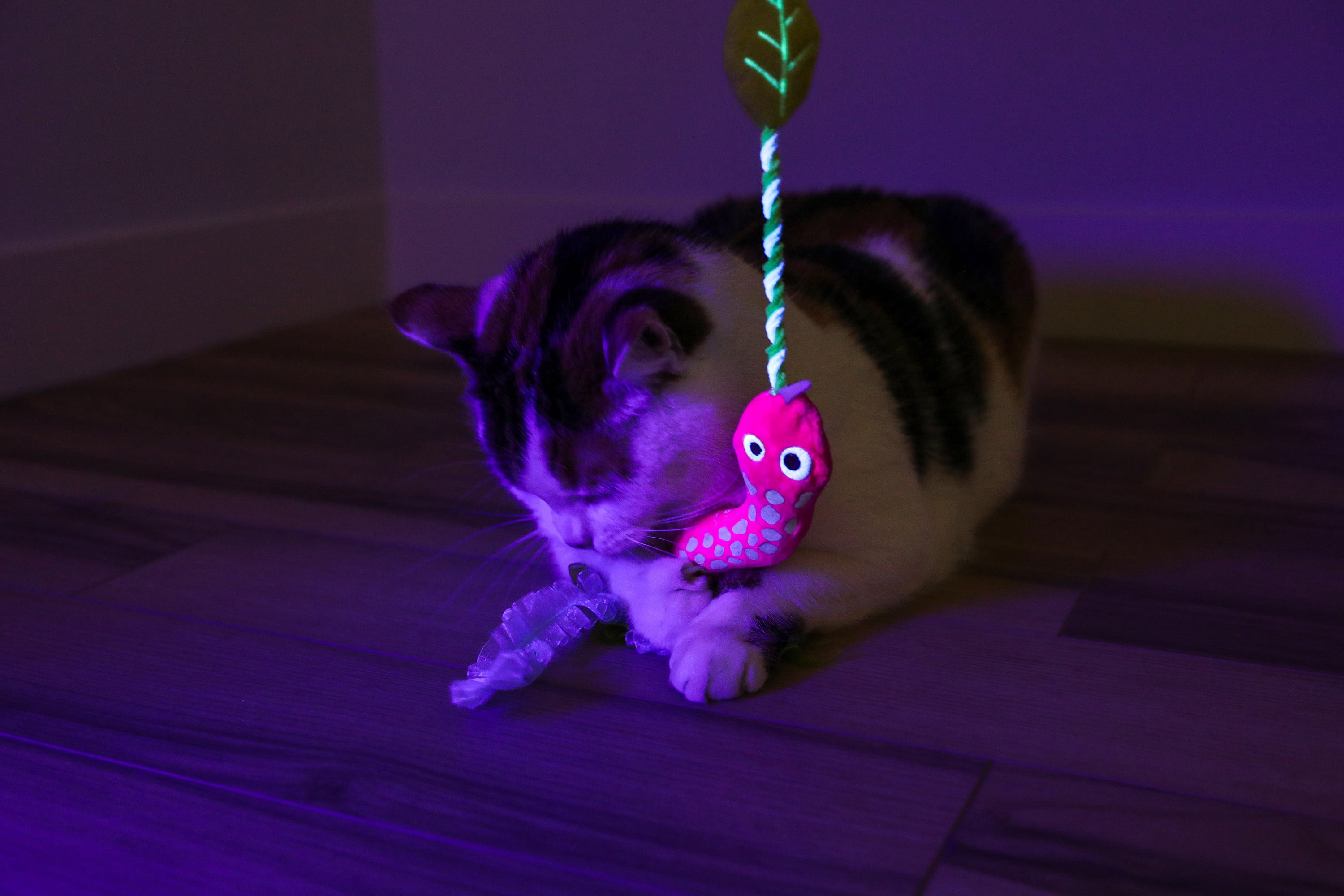 Quirky Kitty Glowing Forest Glow Snake Wand Night Play Catnip Cat Toy, Pack of 1, Glow Snake Wand