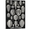 thumbnail image 1 of ARTCANVAS Aspidonia Sea Crustaceans Canvas Art Print by Ernst Haeckel - Size: 40" x 26" (1.50" Deep), 1 of 9