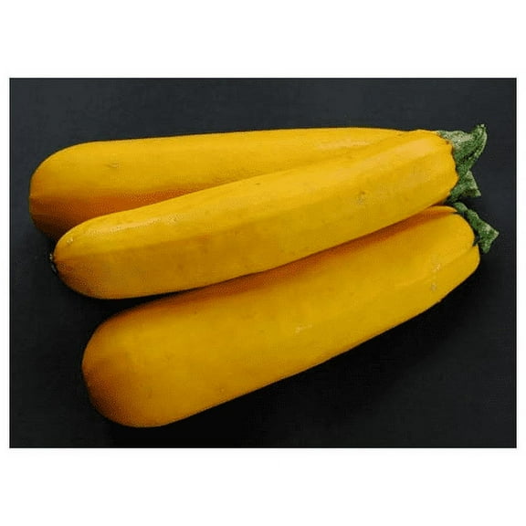 Squash Zucchini Golden Garden Heirloom Vegetable Seeds by Seed Kingdom (500 Seeds)