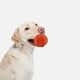 thumbnail image 4 of Baloncesto Forma Perro Masticar Juguete Squeaky Perro Juguete PET PET MOLAR Interactivo Juguete, 4 of 6