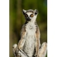 thumbnail image 2 of Hogstrom, Inger 23x32 Gold Ornate Wood Framed with Double Matting Museum Art Print Titled - Madagascar-Berenty-Berenty Reserve Ring-tailed lemur, 2 of 4