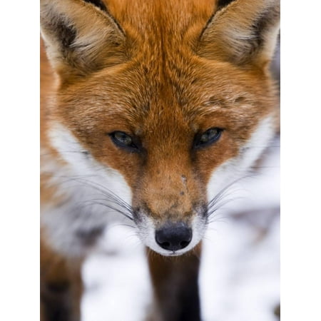 Red Fox, Portrait of Face, Lancashire, UK Print Wall Art By Elliot