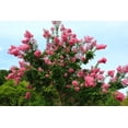 thumbnail image 2 of CZ Grain 50 Crape Myrtle Bonsai Tree Plant Seeds, 2 of 3