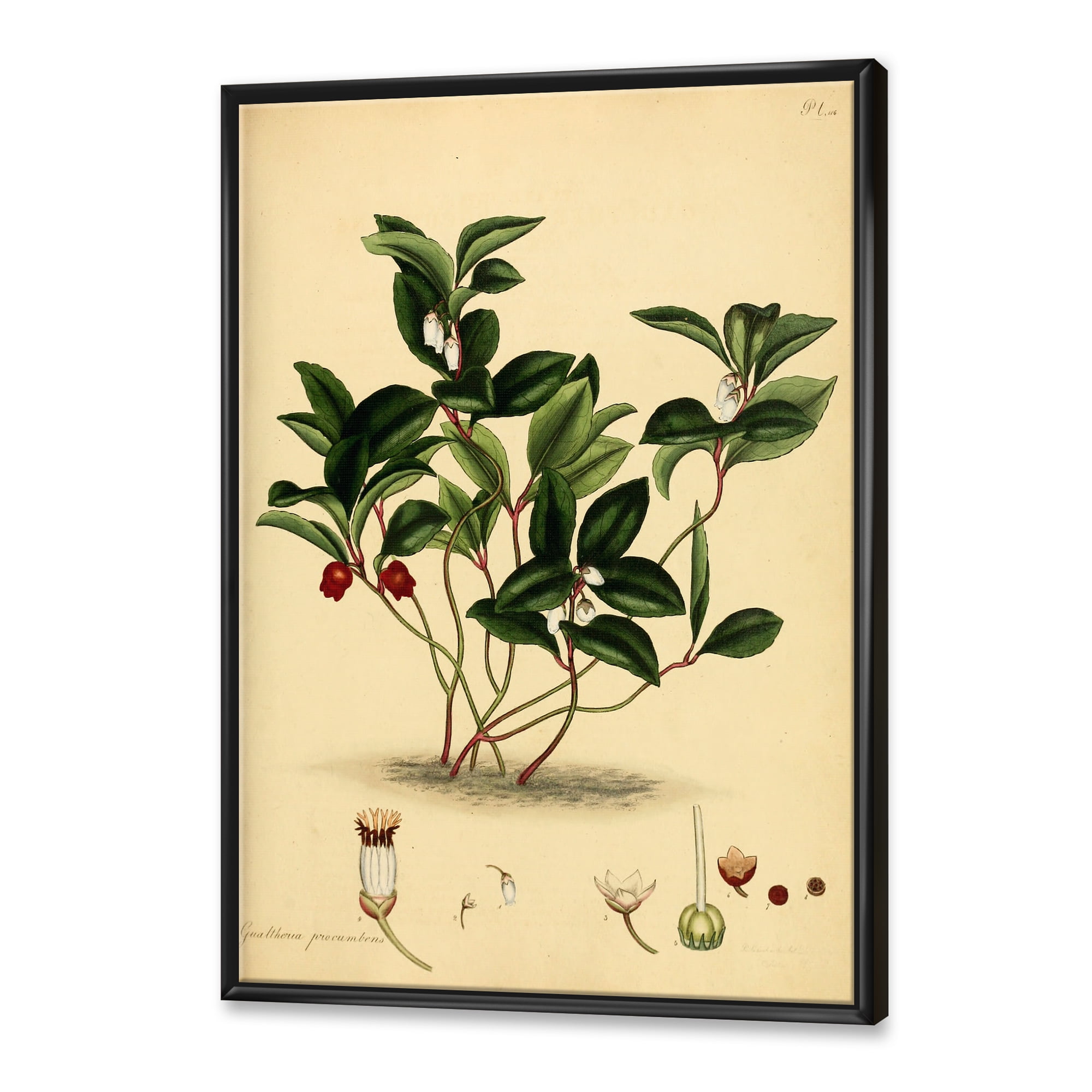 Designart 'Ancient Plant Life III' Traditional Framed Canvas Wall Art Print