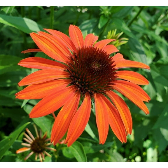 50 Orange Tangerine Coneflower Seeds Echinacea Perennial Flowers Flower 1362 USA