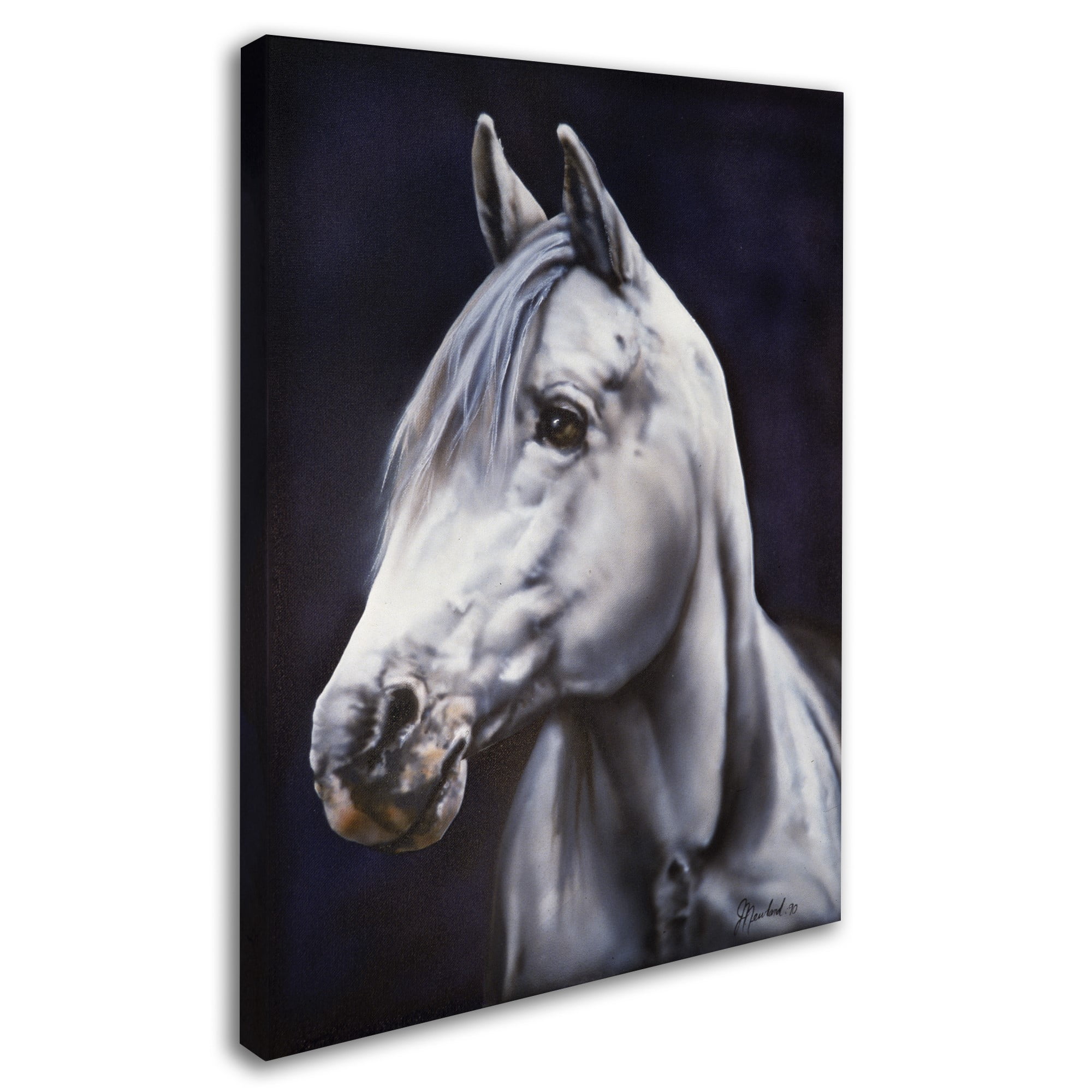 Trademark Fine Art 'White Arabian Stallion' Canvas Art by Jenny Newland