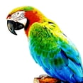 thumbnail image 6 of Colorful Artificial Parrots Figurines Miniature Pendant Hanging Bird Model Animal Sculpture Photo Props for Garden Wedding C, 6 of 8