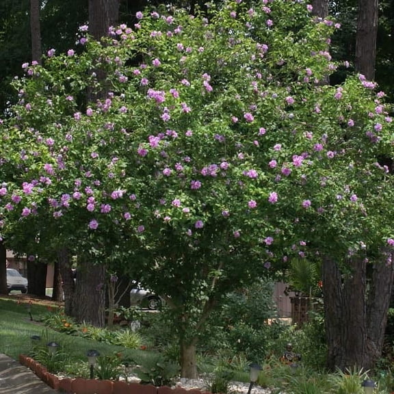 Brighter Blooms - Lavender Rose of Sharon Althea Tree, 3-4 ft. - No Shipping To AK, AZ, CA, HI, OR