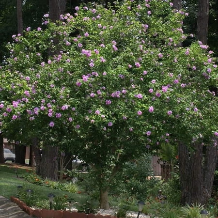 Brighter Blooms - Lavender Rose of Sharon Althea Tree, 3-4 ft. - No Shipping To AK, AZ, CA, HI, OR