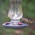thumbnail image 3 of Perky-Pet Clear Starglow Vintage Glass Hummingbird Feeder - 16 oz, 3 of 9