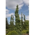 thumbnail image 6 of RedCrocus Pendula Bruns' Weeping Serbian Spruce- Elegant Evergreen Tree for Gardens & Containers, Pet Safe, Deer Resistant, Full Sun to Partial Shade, Well-Drained Soil  10 Gallon, 6 of 40