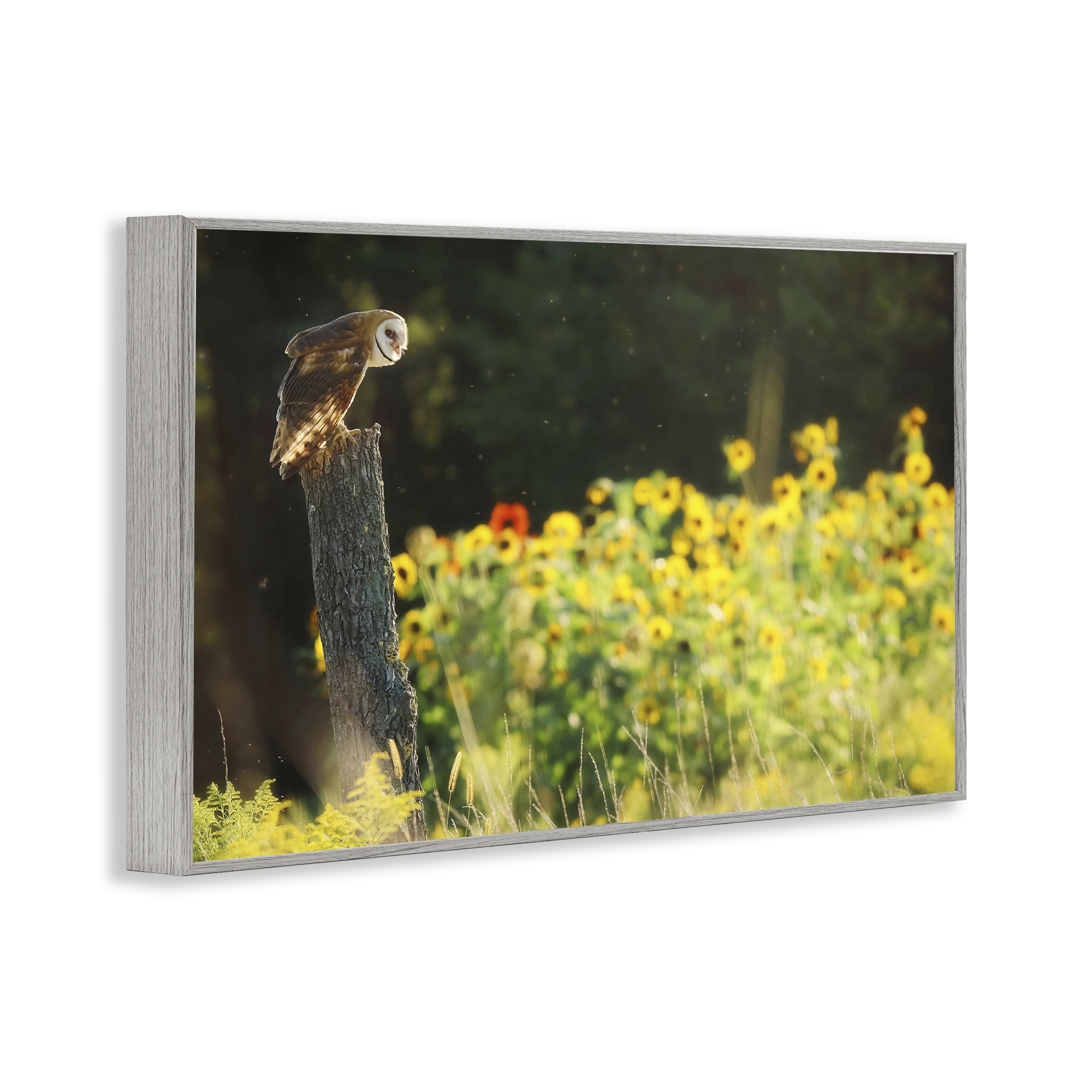 Stupell Industries Owl Perched in Meadow Landscape Photography Gray Framed Art Print Wall Art, 30 x 20