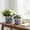 Blue, variant on Elegant Round Flower Pots for Home Decor - Stoneware Planters for Outdoor and Indoor Display - Pots for Plants with Scalloped Rim Design for Garden and Patio Styling - Set of 2, 8", 7", Blue & White