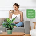 thumbnail image 2 of American Plant Exchange Beauty Star Calathea, Prayer Plant, 6-Inch Pot, Air Purifying, Chartruse Striped Foliage, 2 of 7