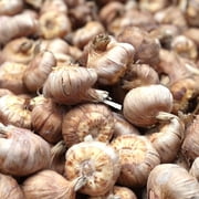 حقيبة قيمة لمبات زهور جلاديولوس البيضاء - 30 لمبة لكل عبوة - تجذب الفراشات والطيور الطنانة - جيدة مثل قطع الزهور - تنمو بشكل جيد في الحاويات - معمرة - حديقة حية