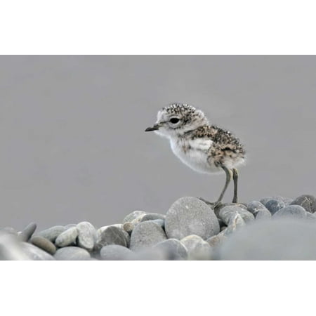double banded plover newly hatched chick lake ellesmere new zealand