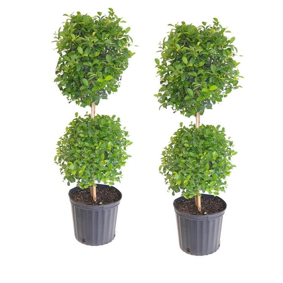 United Nursery Live Eugenia Topiary Plant 2-Pack 38 inches Tall in 10-inch Grower Pot