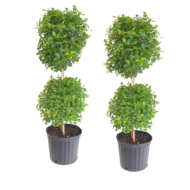 United Nursery Eugenia Topiary 2 Pack Outdoor Plant in 10 inch Grower Pot 38 - 41 inches Tall