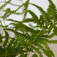 thumbnail image 5 of Expert Gardener Southern Wood Fern (2.5 Quart) Semi-Evergreen Perennial with Lush Green Foliage - Part Sun Live Outdoor Plant, 5 of 8